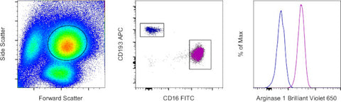 Arginase 1 Monoclonal Antibody (A1exF5), Brilliant Violet™ 650