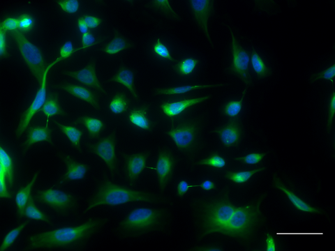 Alexa Fluor® 488 anti-ATG5