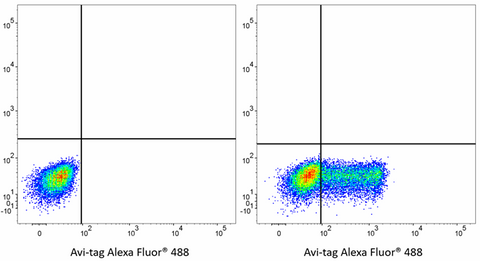 Alexa Fluor® 488 anti-Avi-tag