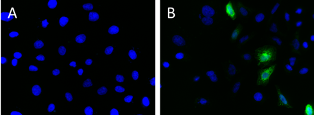 Alexa Fluor® 488 anti-c-Myc