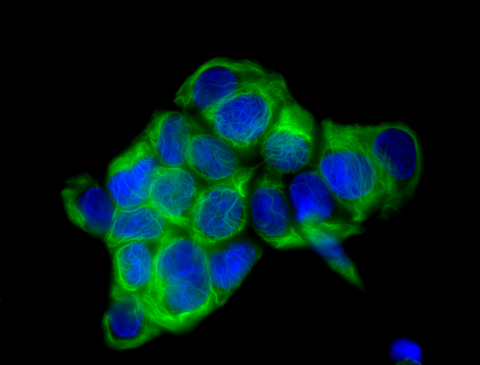 Alexa Fluor® 488 anti-Cytokeratin 18