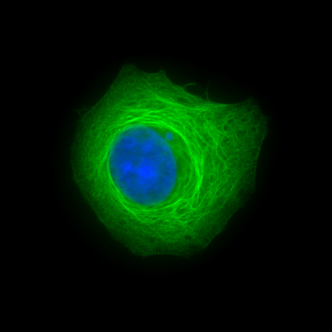 Alexa Fluor® 488 anti-Cytokeratin 19