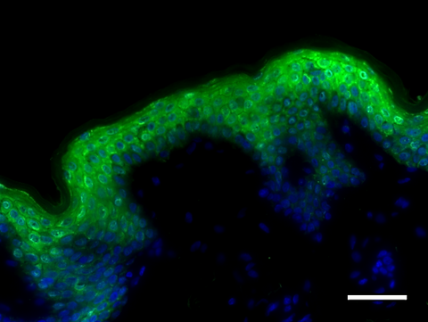 Alexa Fluor® 488 anti-Galectin-7