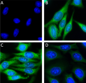 Alexa Fluor® 488 anti-GAPDH