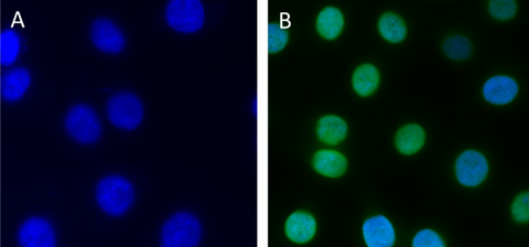 Alexa Fluor® 488 anti-H2A.X