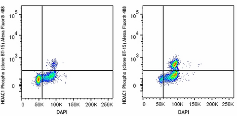 Alexa Fluor® 488 anti-HDAC1 Phospho (Ser406)