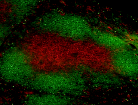 Alexa Fluor® 594 anti-rat IgG2a