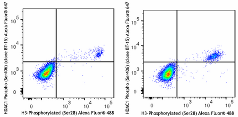 Alexa Fluor® 647 anti-HDAC1 Phospho (Ser406)