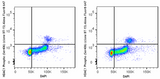 Alexa Fluor® 647 anti-HDAC1 Phospho (Ser406)