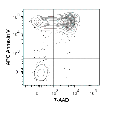 Mouse thymocytes were incubated overnight at 37°C in medium containing 1 uM dexamethasone. Cells were harvested and stained with APC Annexin V (20-6409) and 7-AAD Staining Solution (13-6993).