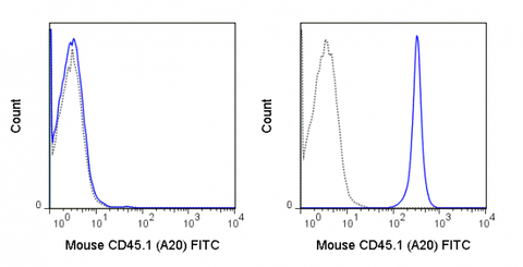 C57Bl/6 (left panel) or SJL (right panel) splenocytes were stained with 0.125 ug FITC Anti-Mouse CD45.1 (35-0453) (solid line) or 0.125 ug FITC Mouse IgG2a isotype control (dashed line).