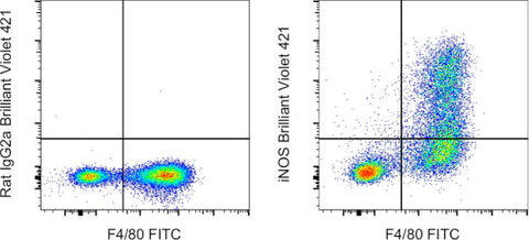 iNOS Monoclonal Antibody (CXNFT), Brilliant Violet™ 421, eBioscience™