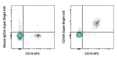 CD268 (BAFF Receptor) Monoclonal Antibody (8A7), Super Bright™ 436, eBioscience™