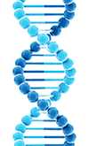 FastSCRIPT™ cDNA Synthesis Kit