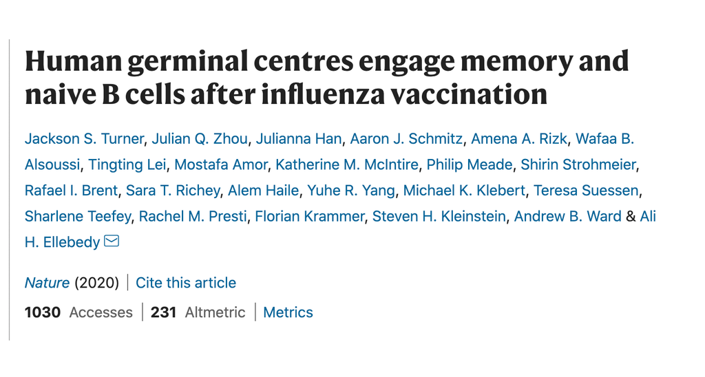 Human Germinal Centres Engage Memory And Naive B Cells After Influenza ...