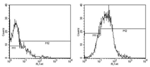 CD80 (B7-1) Monoclonal Antibody (16-10A1), FITC, eBioscience