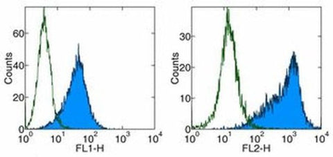CD86 (B7-2) Monoclonal Antibody (GL1), FITC, eBioscience