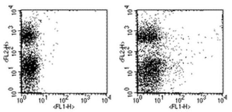 CD117 (c-Kit) Monoclonal Antibody (2B8), FITC, eBioscience