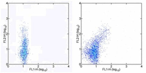 FOXP3 Monoclonal Antibody (236A/E7), FITC, eBioscience