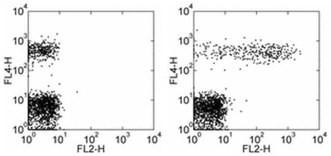 CD23 Monoclonal Antibody (EBVCS2), PE, eBioscience