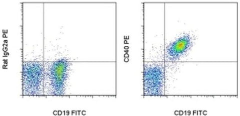 CD40 Monoclonal Antibody (1C10), PE, eBioscience