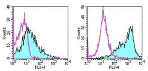 CD86 (B7-2) Monoclonal Antibody (GL1), PE, eBioscience