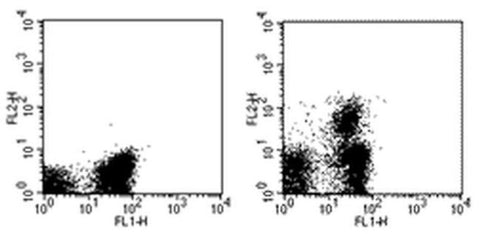 CD103 (Integrin alpha E) Monoclonal Antibody (2E7), PE, eBioscience