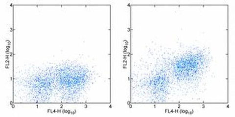CD166 (ALCAM) Monoclonal Antibody (eBioALC48), PE, eBioscience