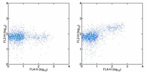 FOXP3 Monoclonal Antibody (150D/E4), PE, eBioscience