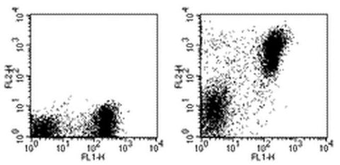 MHC Class II (I-A/I-E) Monoclonal Antibody (M5/114.15.2), PE, eBioscience
