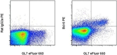 BCL6 Monoclonal Antibody (BCL-DWN), PE, eBioscience