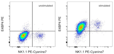 E4BP4 (NFIL3) Monoclonal Antibody (S2M-E19), PE, eBioscience