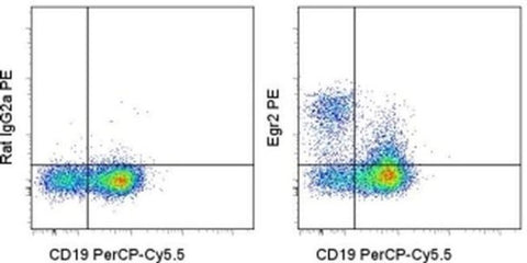EGR2 Monoclonal Antibody (erongr2), PE, eBioscience