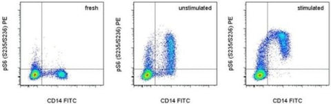 Phospho-S6 (Ser235, Ser236) Monoclonal Antibody (cupk43k), PE, eBioscience