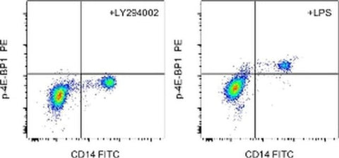 Phospho-4EBP1 (Thr36, Thr45) Monoclonal Antibody (V3NTY24), PE, eBioscience