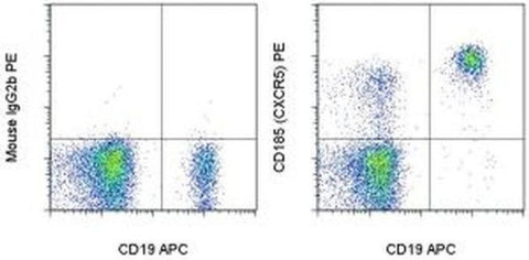 CD185 (CXCR5) Monoclonal Antibody (MU5UBEE), PE, eBioscience