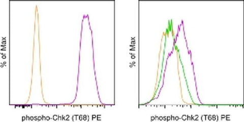 Phospho-CHK2 (Thr68) Monoclonal Antibody (ebchk2), PE, eBioscience