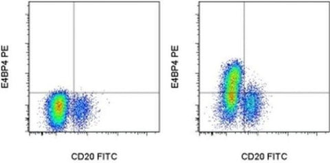 E4BP4 (NFIL3) Monoclonal Antibody (MABA223), PE, eBioscience