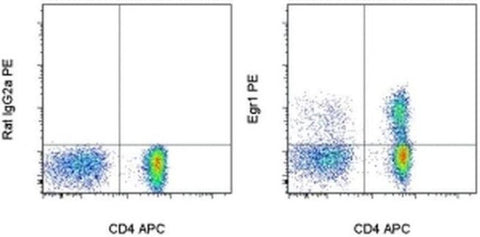 EGR1 Monoclonal Antibody (HEGR1DS), PE, eBioscience