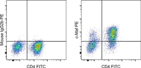c-MAF Monoclonal Antibody (sym0F1), PE, eBioscience