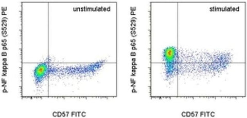 Phospho-NFkB p65 (Ser529) Monoclonal Antibody (B33B4WP), PE, eBioscience