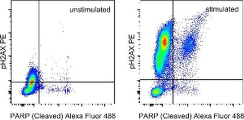 Phospho-Histone H2A.X (Ser139) Monoclonal Antibody (CR55T33), PE, eBioscience
