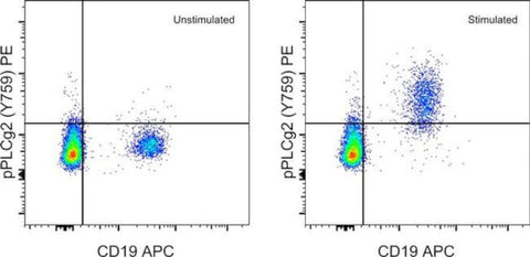 Phospho-PLCG2 (Tyr759) Monoclonal Antibody (4NPRN4), PE, eBioscience