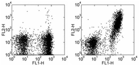 CD21/CD35 Monoclonal Antibody (eBio8D9 (8D9)), Biotin, eBioscience
