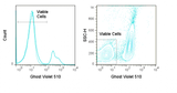 LEFT: Mouse thymocytes were incubated overnight at 4°C (dashed) or 37°C (solid) and stained with Ghost Violet 510.  RIGHT:  Mouse splenocytes were stimulated overnight with PMA and stained with Ghost Violet 510. Viable gate is indicated.