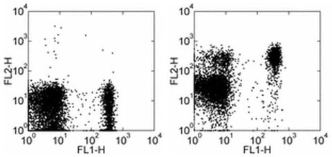 CD197 (CCR7) Monoclonal Antibody (4B12), Biotin, eBioscience