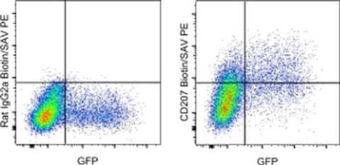 CD207 (Langerin) Monoclonal Antibody (eBioL31), Biotin, eBioscience