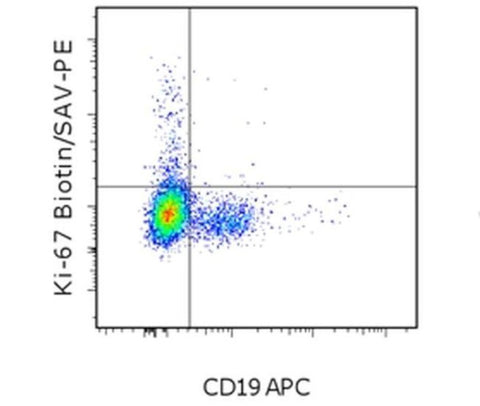 Ki-67 Monoclonal Antibody (20Raj1), Biotin, eBioscience