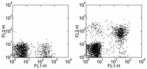 CD314 (NKG2D) Monoclonal Antibody (1D11), Biotin, eBioscience
