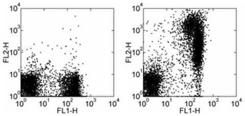 IgM Monoclonal Antibody (eB121-15F9), Biotin, eBioscience